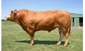 BRANCEILLE - Limousin